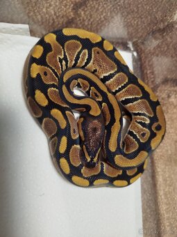 Krajta královská - 3