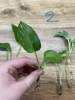 Epipremnum aureum. - zakořeněné řízky - 3