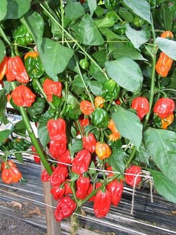 Sazenice chilli různých druhů - 3