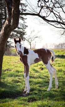 APHA Bay Tobiano Hřebeček - 3