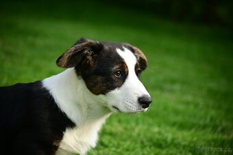 Welsh corgi cardigan - 3