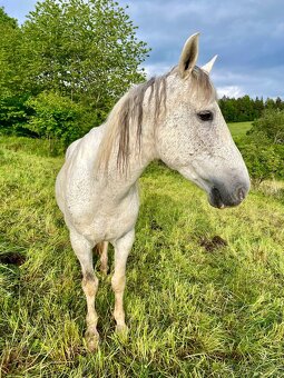 Dobrý menší koník - větší pony valach - 3