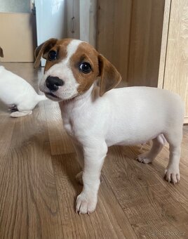 Jack russel teriér - 3