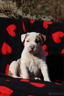 Americký stafordšírský teriér s PP pejsek 1 - 3