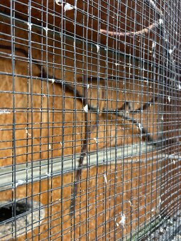 Klec voliera pro papoušky - 3