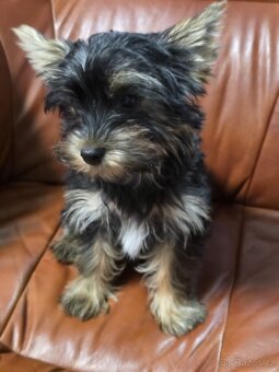 Jorkšířský teriér s PP - 3