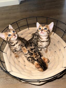 Bengálské koťátka - 3