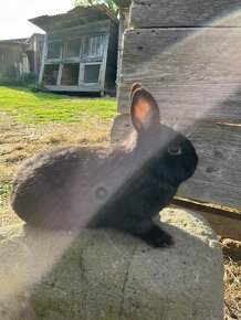 Zakrslý králík - 3