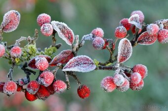 Cotoneaster damerii skalnik polehavy - 3