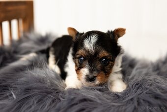 Biewer a Biro Yorkshire Terrier s PP, Jorkšír terier s PP - 3
