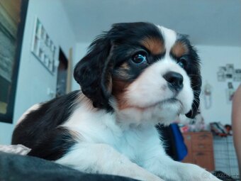 Kavalír king charles španěl - 3
