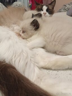 Ragdoll kotatka - 3
