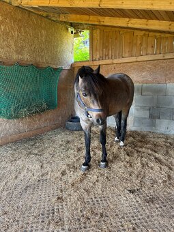Pony valach WPB - 3