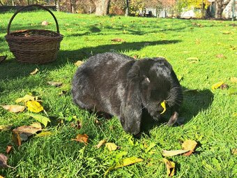 Francouzsky beran - 3