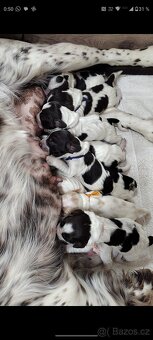 Německý křepelák - 3