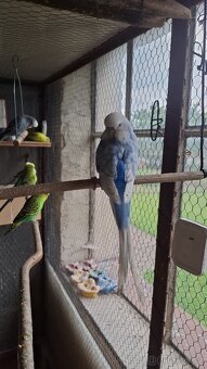 ANDULKY K ODBĚRU - 3