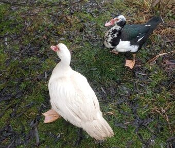 Kachna pižmová - 3