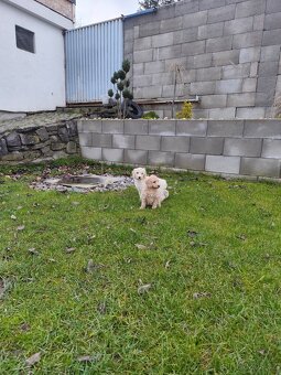 Pudlík stredny pudl - 3