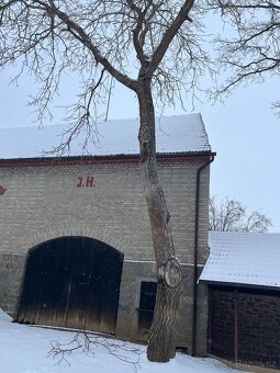 Prodám kmen Ořechů - 3