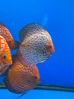 Terčovec- diskus - 3