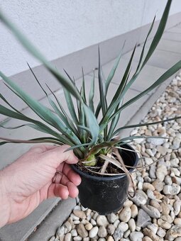Yucca gloriosa - stromková juka - 3