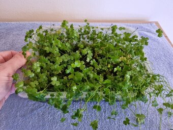 Prodam Hydrocotyle Vulgaris a Hydrocotyle Tripartita - 3