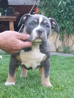 American bully - 3