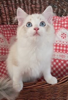 Kočičky ragdoll s PP - 3