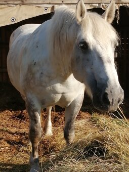 Percheron na predaj - 3