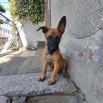 Belgický ovčák Malinois - 3
