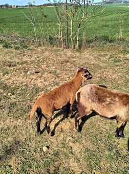 Kamerunské ovce - 3