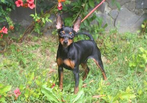 Miniatúrny pinč(Trpasličí pinč ), fenka s PP - 3