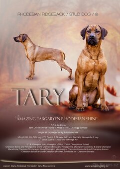 Rhodézský ridgeback s PP -krytí - 3