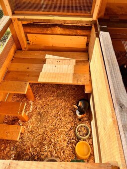 Králík zakrslý, tříslový - 3