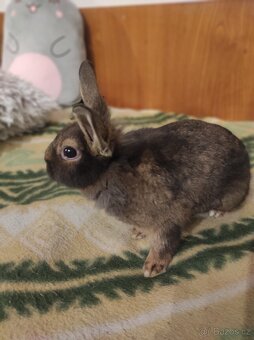 Králík zakrslý - 3