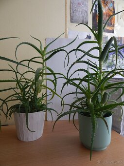 Pokojové rostliny Aloe vera pravá - 3 - 5let - 3