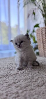 Ragdoll koťata - 3