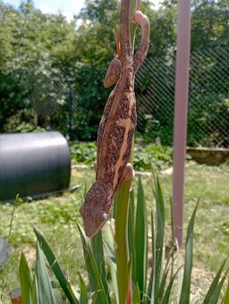 Chameleon pardálí - 3