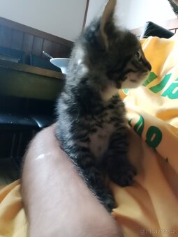 Prodám koťátko za symbolickou cenu - 3