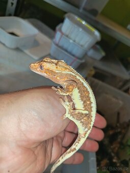 Pagekon řásnatý top ceny - 3