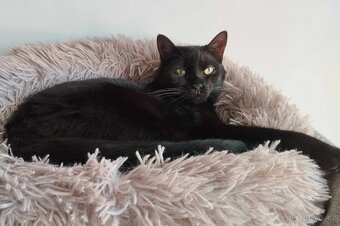 Kostík k adopci - 3