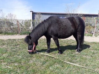 Pony kobylka - 3