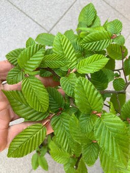 Bonsai, Bonsaj, jamadori, habr - 3