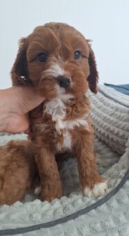 Cavapoo - 3