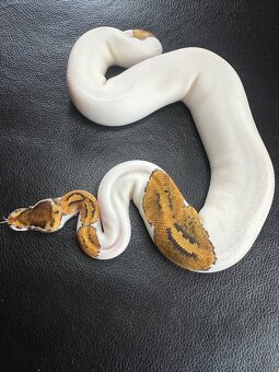 Krajta Královská - SPECIAL YB PIEBALD - 3