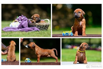 Rhodéský ridgeback - štěňátka k rezervaci 💙 - 3