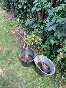2x rhododendrony zdarma - 3