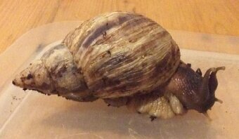Lissachatina Reticulata Albino x Classic body - 3