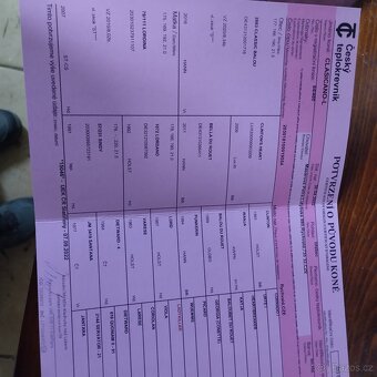 3 lety velice charakterní valach vhodný do sportu - 3