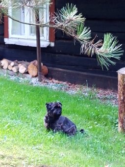 Jorkšírský teriér biewr hledá nevěstu - 3